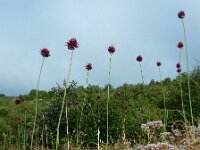 Allium sphaerocephalon 29, Kogellook, Saxifraga-Ed Stikvoort : ZW van Cordiñanes de Valdeón s9900