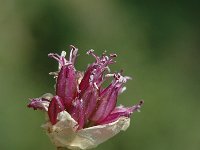 Allium sphaerocephalon 3, Saxifraga-Jan van der Straaten