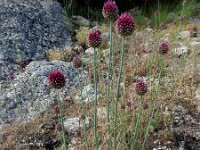 Allium sphaerocephalon 30, Kogellook, Saxifraga-Ed Stikvoort