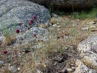 Allium sphaerocephalon 31, Kogellook, Saxifraga-Ed Stikvoort