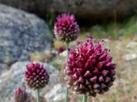 Allium sphaerocephalon 32, Kogellook, Saxifraga-Ed Stikvoort