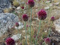 Allium sphaerocephalon 33, Kogellook, Saxifraga-Ed Stikvoort