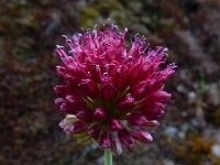 Allium sphaerocephalon 34, Kogellook, Saxifraga-Ed Stikvoort