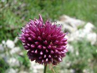 Allium sphaerocephalon 6, Saxifraga-Jasenka Topic