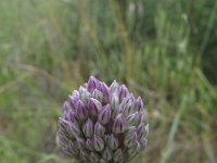 Allium sphaerocephalon 7, Saxifraga-Rutger Barendse