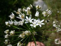 Allium subhirsutum