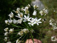 Allium subhirsutum 1, Saxifraga-Jasenka Topic