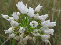 Allium subhirsutum 3, Gewimperde look, Saxifraga-Rutger Barendse