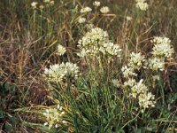 Allium subvillosum 1, Saxifraga-Piet Zomerdijk