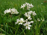 Allium trifoliatum 10, Saxifraga-Ed Stikvoort