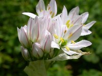 Allium trifoliatum 11 Saxifraga-Ed Stikvoort