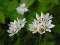 Allium trifoliatum 12, Saxifraga-Ed Stikvoort
