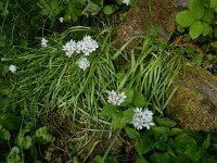 Allium trifoliatum 14, Saxifraga-Peter Meininger