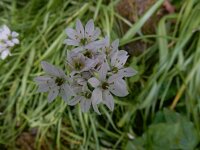 Allium trifoliatum 15, Saxifraga-Peter Meininger