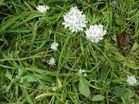 Allium trifoliatum 16, Saxifraga-Peter Meininger