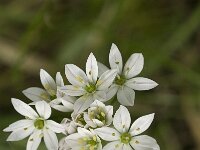 Allium trifoliatum 3, Saxifraga-Jan van der Straaten
