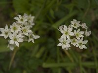 Allium trifoliatum 4, Saxifraga-Willem van Kruijsbergen