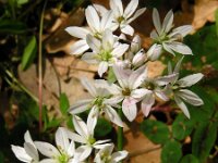 Allium trifoliatum 5, Saxifraga-Ed Stikvoort