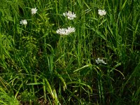 Allium trifoliatum 6, Saxifraga-Ed Stikvoort