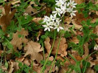 Allium trifoliatum 8, Saxifraga-Ed Stikvoort