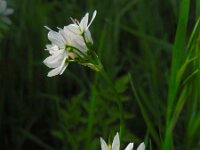 Allium trifoliatum 9, Saxifraga-Ed Stikvoort