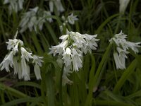 Allium triquetrum 10, Driekantige look, Saxifraga-Willem van Kruijsbergen