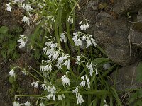 Allium triquetrum 11, Driekantige look, Saxifraga-Willem van Kruijsbergen