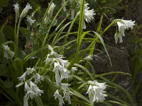 Allium triquetrum 13, Driekantig look, Saxifraga-Willem van Kruijsbergen