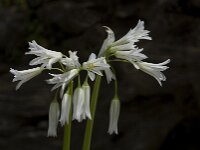 Allium triquetrum 14, Driekantig look, Saxifraga-Willem van Kruijsbergen