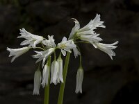 Allium triquetrum 14, Driekantige look, Saxifraga-Willem van Kruijsbergen