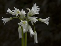 Allium triquetrum 15, Driekantig look, Saxifraga-Willem van Kruijsbergen