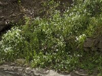 Allium triquetrum 16, Driekantige look, Saxifraga-Willem van Kruijsbergen