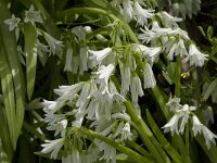 Allium triquetrum 18, Driekantige look, Saxifraga-Jan van der Straaten