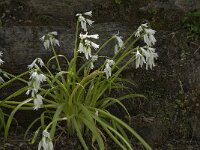 Allium triquetrum 19, Driekantige look, Saxifraga-Willem van Kruijsbergen