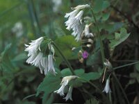 Allium triquetrum 2, Driekantige look, Saxifraga-Jan van der Straten