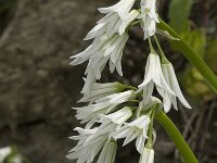 Allium triquetrum 22, Driekantige look, Saxifraga-Jan van der Straaten
