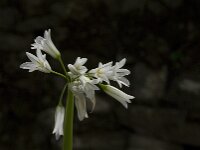 Allium triquetrum 24, Driekantig look, Saxifraga-Jan van der Straaten