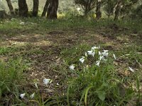 Allium triquetrum 32, Driekantige look, Saxifraga-Willem van Kruijsbergen
