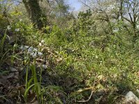 Allium triquetrum 35, Driekantige look, Saxifraga-Willem van Kruijsbergen