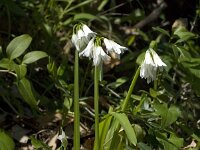 Allium triquetrum 36, Driekantig look, Saxifraga-Willem van Kruijsbergen