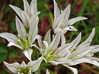 Allium triquetrum 37, Driekantig look, Saxifraga-Hans Grotenhuis