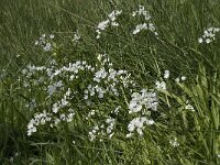 Allium triquetrum 37, Driekantige look, Saxifraga-Willem van Kruijsbergen