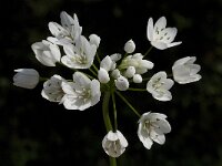 Allium triquetrum 38, Driekantige look, Saxifraga-Willem van Kruijsbergen