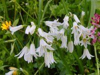 Allium triquetrum 39, Driekantige look, Saxifraga-Peter Meininger