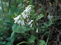 Allium triquetrum 4, Driekantige look, Saxifraga-Jan van der Straten