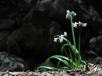 Allium triquetrum 40, Driekantige look, Saxifraga-Ed Stikvoort