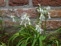 Allium triquetrum 41, Driekantige look, Saxifraga-Ed Stikvoort