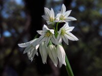 Allium triquetrum 42, Driekantig look, Saxifraga-Ed Stikvoort