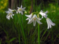 Allium triquetrum 43, Driekantig look, Saxifraga-Ed Stikvoort