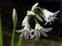 Allium triquetrum 46, Driekantige look, Saxifraga-Ed Stikvoort
